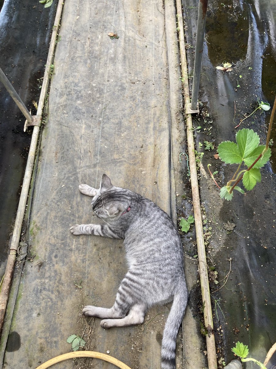 kimitu158's tweet photo. 今日もねこ辛そうでした。足を人間に踏まれ怒っているねこ。 https://t.co/42ZTFOxfmh