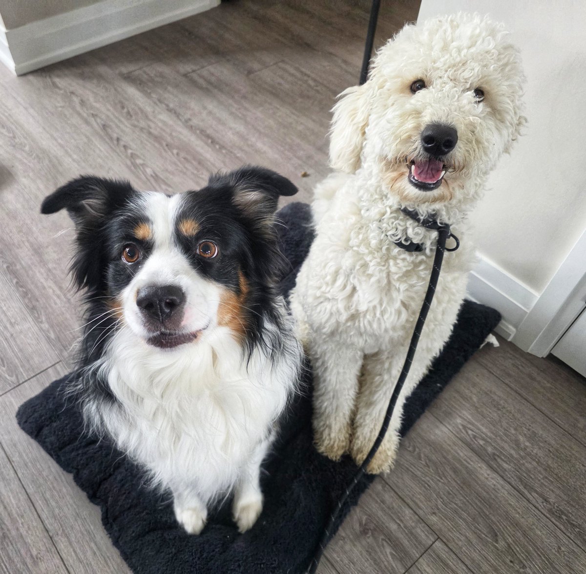 WalkinDogwalk's tweet photo. I cannot express how much I love these fabulous #posingpups !
❤️🐾🐶🐕❤️🐾
#Saturdaysocial #my heart #longweekendvibes #walkinthedog https://t.co/70hg4UBp8o