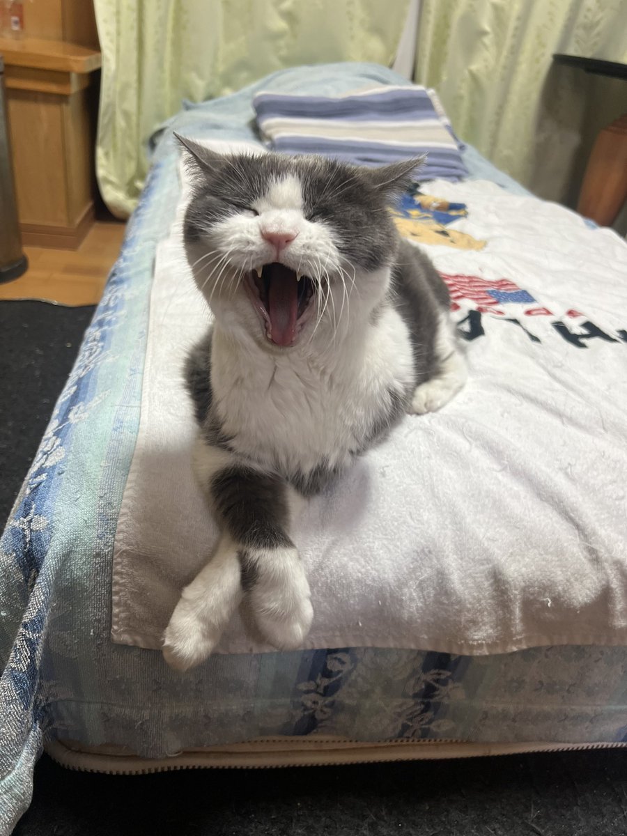 web_design_go's tweet photo. あくび中にすいません😂 https://t.co/ZPjFjqBY6R
