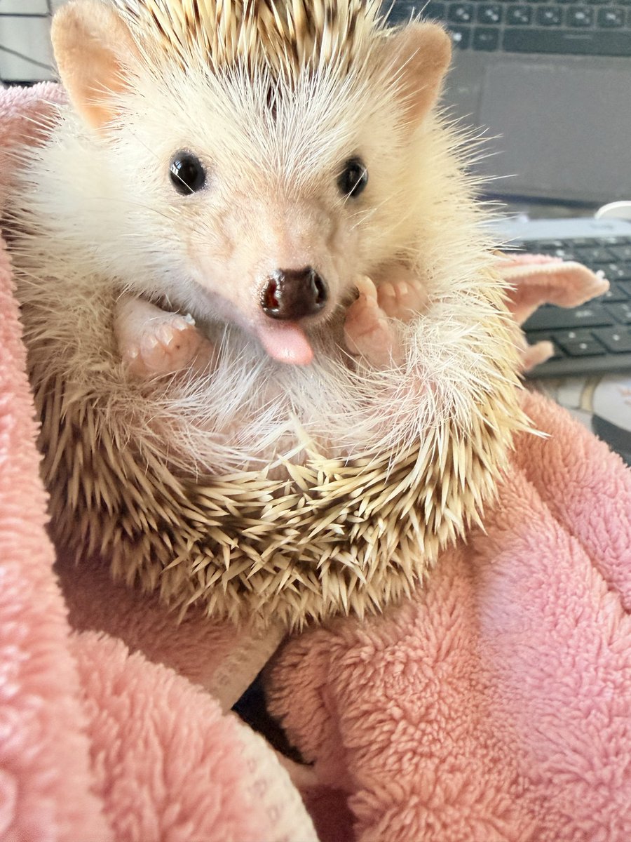 刺蝟的奴隸🦔🧹🫨 tweet media