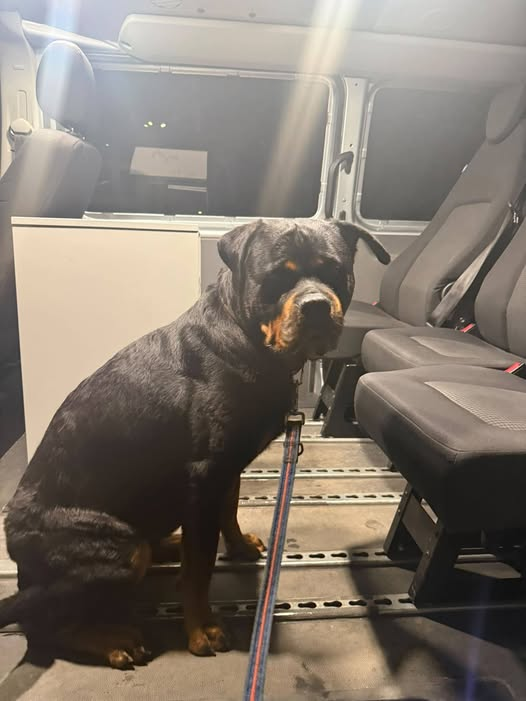 yolandaschultes's tweet photo. Kopie
Chemnitz · Sonnenberg · Zietenstraße · 09130
Hündin angebunden gefunden!
Rottweilerhündin in Chemnitz aufgefunden – Hinweise gesucht!!!!
In der Nacht wurde gegen 03:15 Uhr eine Rottweilerhündin in der Zietenstraße in Chemnitz an einer Straßenlaterne angebunden aufgefunden.
Die Hündin war anfangs verständlicherweise etwas unsicher und verbellte sich nähernde Personen. Sie beruhigte sich jedoch schnell und zeigte sich anschließend freundlich und gut erzogen. Sie lässt sich problemlos anfassen, führen und füttern, kommt auf Pfiff und beherrscht die Grundkommandos „Sitz“, „Platz“ und „Halt“.
Da die Umstände darauf hindeuten, dass sie dort möglicherweise ausgesetzt wurde, werden Hinweise zu ihrer Herkunft oder ihrem Halter gesucht.
Wer die Hündin kennt oder Angaben dazu machen kann, meldet sich bitte direkt bei der zuständigen Polizeidienststelle bzw. dem Tierschutzverein Chemnitz und Umgebung e. V.
Bitte teilt den Beitrag, damit die Hündin schnell ihrem Besitzer zugeordnet werden kann bzw. der Sachverhalt aufgeklärt werden kann.