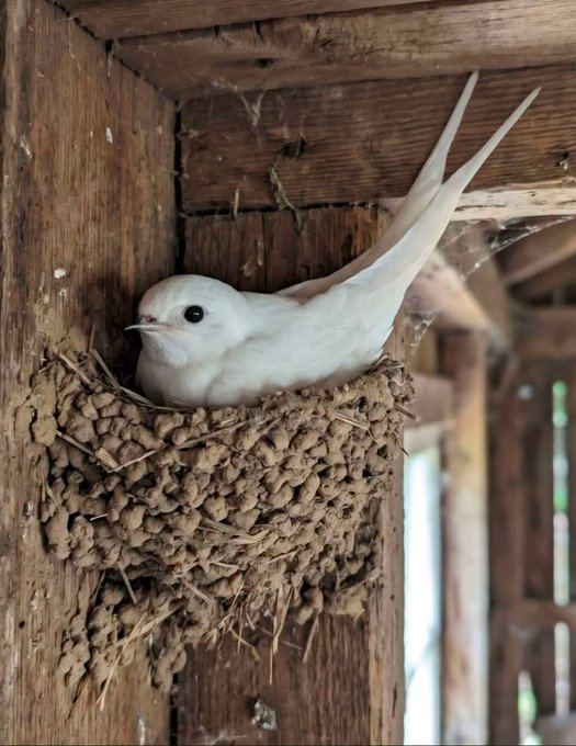 Sarina1602's tweet photo. @dostikus3110 Existují pouze dva dny v roce, 
kdy nemůžeme udělat vůbec nic. 
Jedním je včerejšek a druhým zítřek. 
Proto je dnešek tím správným dnem, 
kdy má člověk milovat, konat a žít. https://t.co/xPJEduUPGs