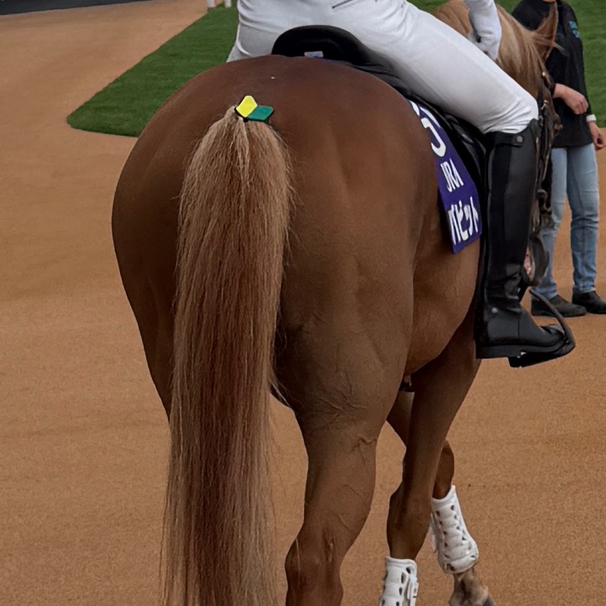 cos_hagimaru's tweet photo. バビットさん尻尾にも初心者マーク🔰ついてて可愛かった🐴

#札幌競馬場 #誘導馬 #バビット https://t.co/m0JFg1VHTj