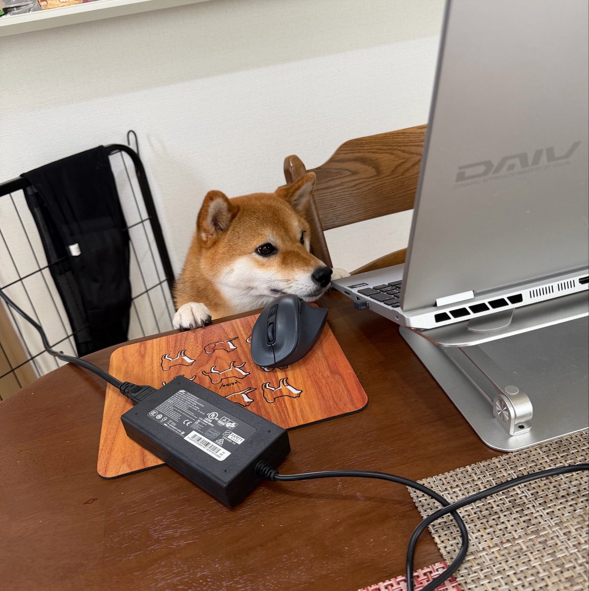 481koeda's tweet photo. 仕事しますよー

#柴犬こえだ
#小枝日和
#お仕事犬 https://t.co/f1WuOFt3JX