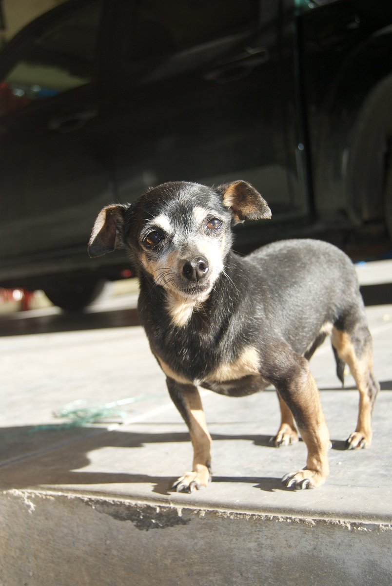 yarith_25's tweet photo. Una vez más mi corazón está hecho pedazos mi perrito Bruno falleció hoy, te amaré siempre fuiste al primer bebé que vi nacer. Mi viejito hermoso descansa en paz. https://t.co/ioupalZl9T