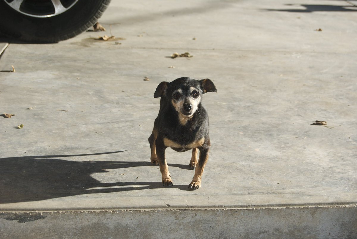 yarith_25's tweet photo. Una vez más mi corazón está hecho pedazos mi perrito Bruno falleció hoy, te amaré siempre fuiste al primer bebé que vi nacer. Mi viejito hermoso descansa en paz. https://t.co/ioupalZl9T
