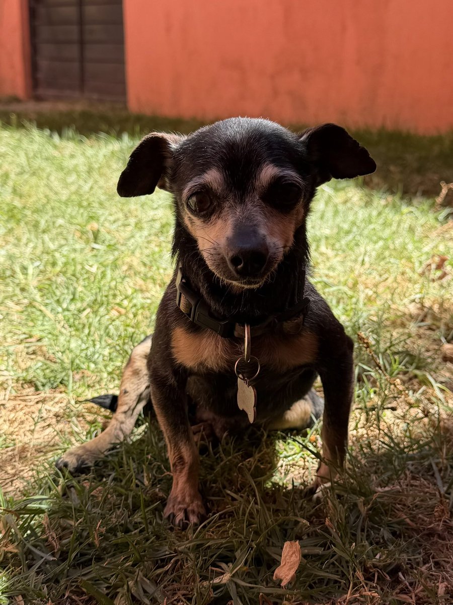 yarith_25's tweet photo. Una vez más mi corazón está hecho pedazos mi perrito Bruno falleció hoy, te amaré siempre fuiste al primer bebé que vi nacer. Mi viejito hermoso descansa en paz. https://t.co/ioupalZl9T