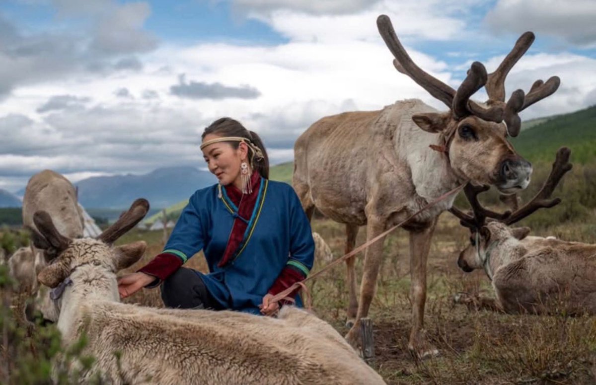 archeohistories's tweet photo. A member of the Dukha (Tsaatan) people in the northern Mongolian Taiga interacting with their domesticated reindeer. The Dukha are one of the last groups of nomadic reindeer herders in the world. They live in close proximity to their animals, often relying on them for milk, transportation, and companionship.... 

Dukha people have relied heavily on reindeer in nearly every facet of their lives for thousands of years. The Dukhas’ very survival is inextricably linked to the animals, it’s no wonder that they treat them with such reverence (which perhaps also explains why they refrain from eating the reindeer meat). Their relationship is mutually beneficial: where the reindeer provide the Dukha with many basic needs, the Dukha provide the reindeer with protection from natural predators. Without each other, their continued existence is questionable.

Winter temperatures in the tiga reach 60 degrees below zero Fahrenheit, making food scarce and conditions dangerous. A nomadic tribe and traveling caravan which uses teepees (known as ortz) for shelters, the Dukha are a strong and tenacious people with a heritage as long as it is rich. However, their lifestyles–and understanding of them–are in a state of transition. Regional forests and reindeer populations are diminishing, and since Mongolia’s democratization no governmental programs have been established to bring in any more reindeer from Siberia, which threatens the basic fabric of Dukha livelihoods.

The Dukha have also started to use reindeer revenues (increasingly from tourism) to purchase solar panels, satellite antennas, and cell phones, gradually abandoning their “traditional” devices for more modern sources of heat and entertainment. Increased mining activities are encroaching upon the areas the Dukha call home, leaving some–primarily elder members of the tribe–grasping for their nomadic identity as it slowly vanishes amid an urbanizing Mongolia and nearby China.

Currently only 44 Dukha families remain in the region, with an estimated population of between 200 and 400 people. Perhaps hoping to eternalize the Dukha before they disappear, Dr. Hamid Sardar-Afkhami, who holds a Ph. D. in Sanskrit and Tibetan Studies from Harvard, ventured out to their homes to snap these amazing shots. Sardar-Afkhami has since created a documentary film about the Dukha called The Reindeer People.

#archaeohistories