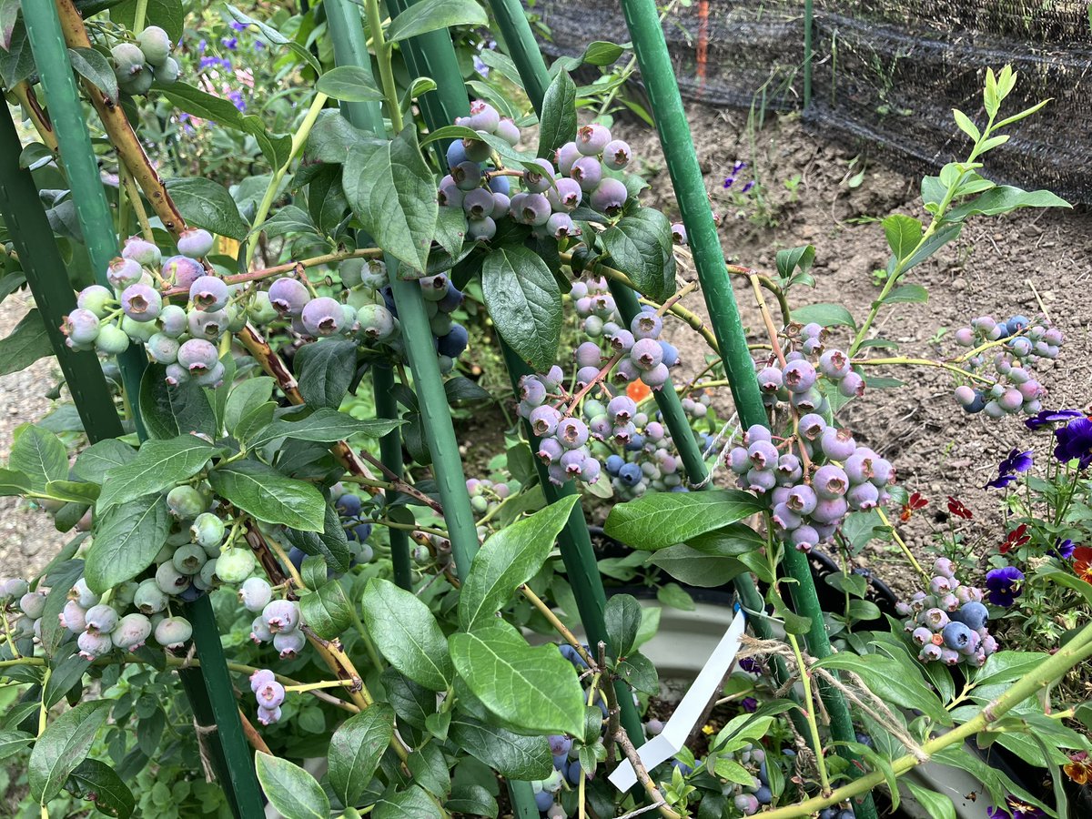 yoshyoshma's tweet photo. I harvested a lot of blueberries today.
Enjoy them, Yu Menglong.

Once the chamomile has dried a little more, it will be ready to be used for tea.

To Yu Menglong.
It's August today.

Next month is the anniversary of your death.

Almost a year has passed.

After placing flowers on Yu Menglong's bench, burning incense, and praying for you and your family, I was lost in thought.

I have no memories of you from your lifetime.

I only learned of the existence of the actor Yu Menglong after your death.

Nevertheless, I feel a deep sense of loss.

Looking at photos and videos of you from your lifetime,
I see the beautiful Yu Menglong, sometimes playing all sorts of roles as an actor.

Sometimes, he shows his very endearing true self,
never arrogant, and always rushes to help others.

While gifting his mother a house,
he himself lived in an apartment,
and despite building libraries for disaster areas and children, and making large donations,
you bought cheap clothes on Amazon and lived a simple life.

Having witnessed your sincerity and kindness, and feeling your love for your mother and fans, many people around the world are now captivated by you.

You shouldn't have died yet.

You didn't deserve to be subjected to such brutal torture.

You didn't deserve to be killed so cruelly.

And people all over the world grieve deeply for you, weeping and praying that at least your soul is free and filled with light.

Therefore, until winter comes,
every day I decorate your bench with flowers and burn incense,
and try to think,
"Your soul is now free, traveling around benches all over the world."
＃justiceforyumenglong #Alanyu ＃于朦朧 #中共与中国人民是不同的 
Please To uphold justice for Yu Menglong. #Avaaz :https://t.co/yo3AJc957B