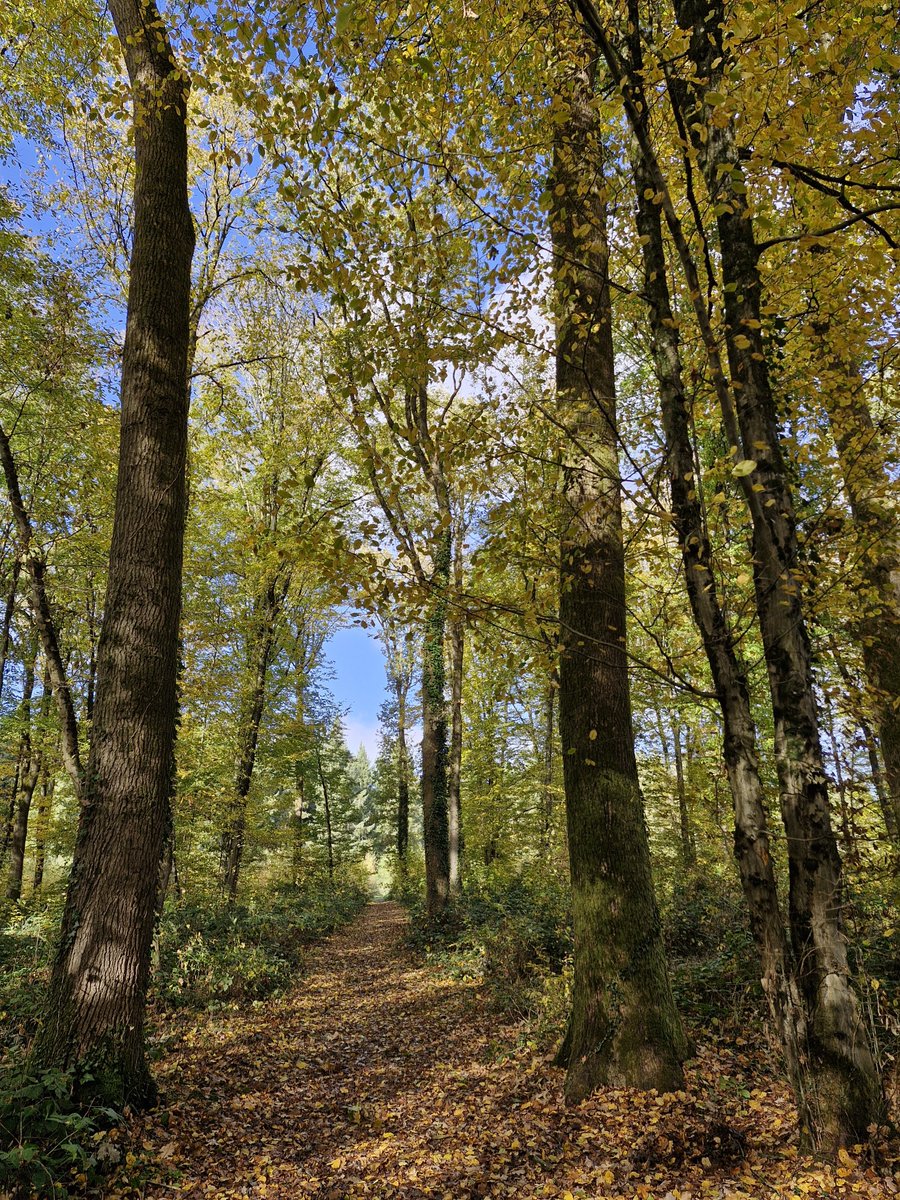jeanjacquesda14's tweet photo. forêt d.ors en avesnois https://t.co/s1KXbAIDKc