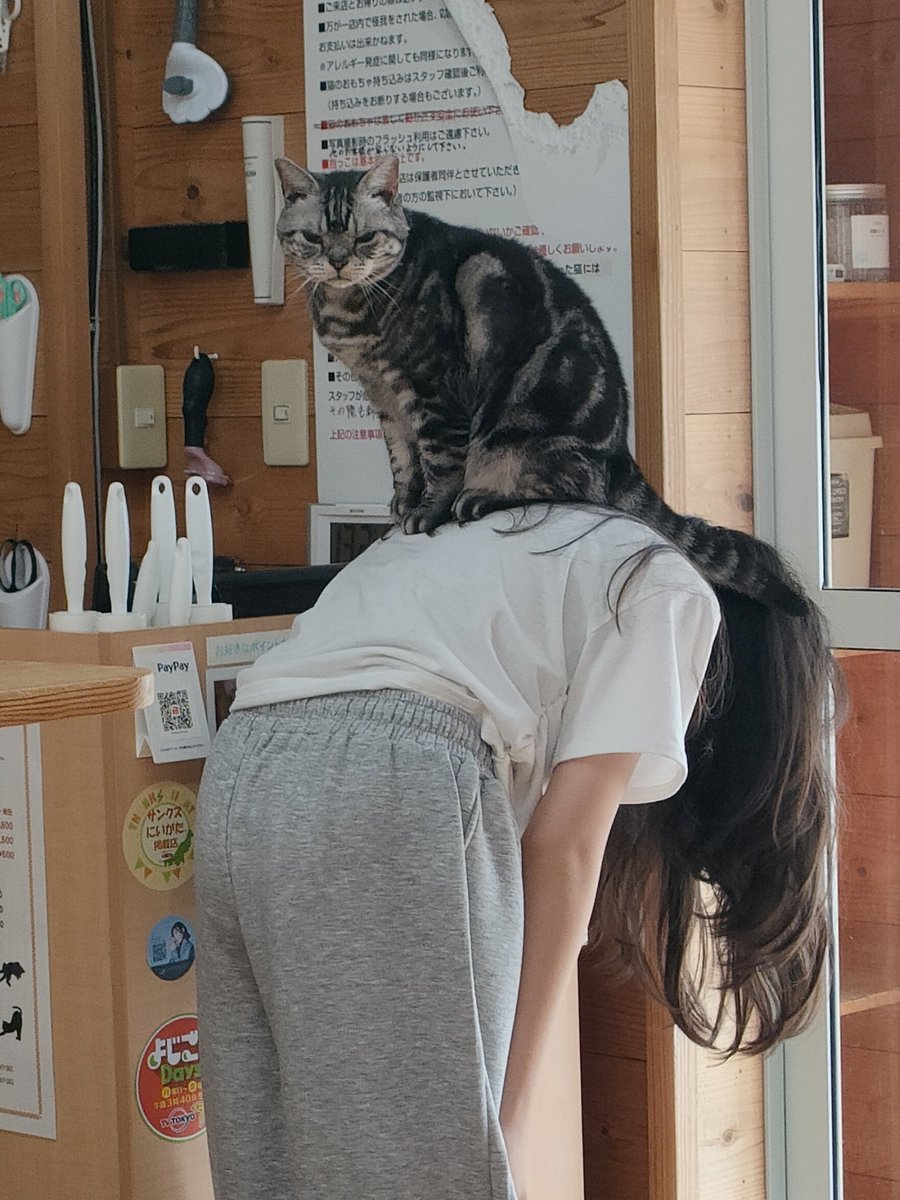 猫カフェちぐら (@catcafe_chigura) / Posts / X