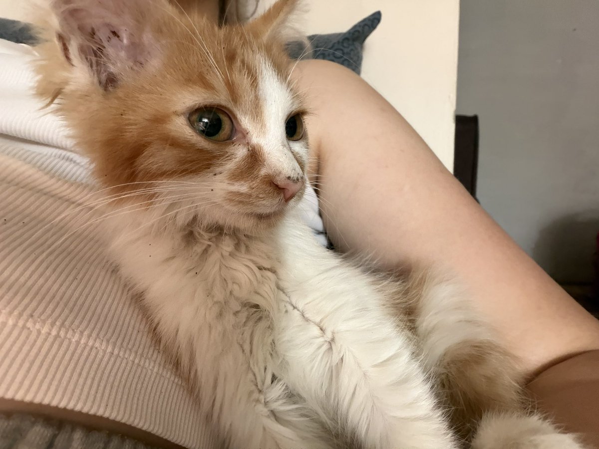 huwmouu's tweet photo. this is kisa. my daughter🥰 (she finally trusted me🧍🏻‍♀️) https://t.co/IFlnDoOytt