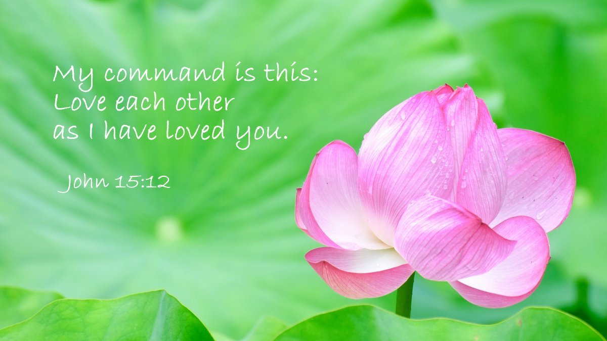 bible_line's tweet photo. My command is this: Love each other as I have loved you. (John 15:12 NIV)

わたしがあなたがたを愛したように、
あなたがたも互いに愛し合いなさい。
これがわたしの教えです。

イエス・キリスト
ヨハネ15:12
リビングバイブル #聖書 #Bible https://t.co/FOa7Jwe3PE