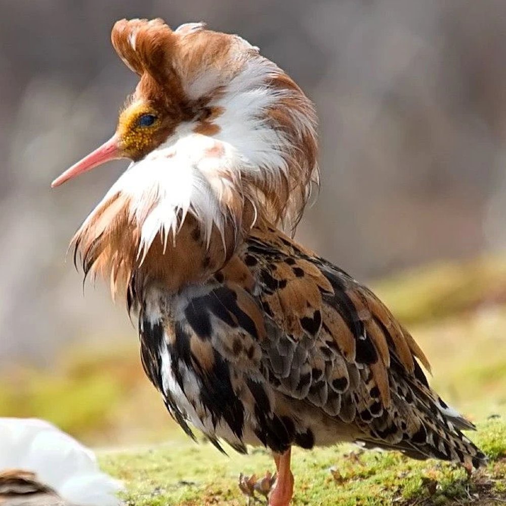 WordOfBisdom's tweet photo. During the breeding season this bird undergoes a remarkable transformation.

Male ruffs develop striking feather collars in a variety of unique colours and gather at leks to display and compete for female attention. https://t.co/Zvdheg2QVU