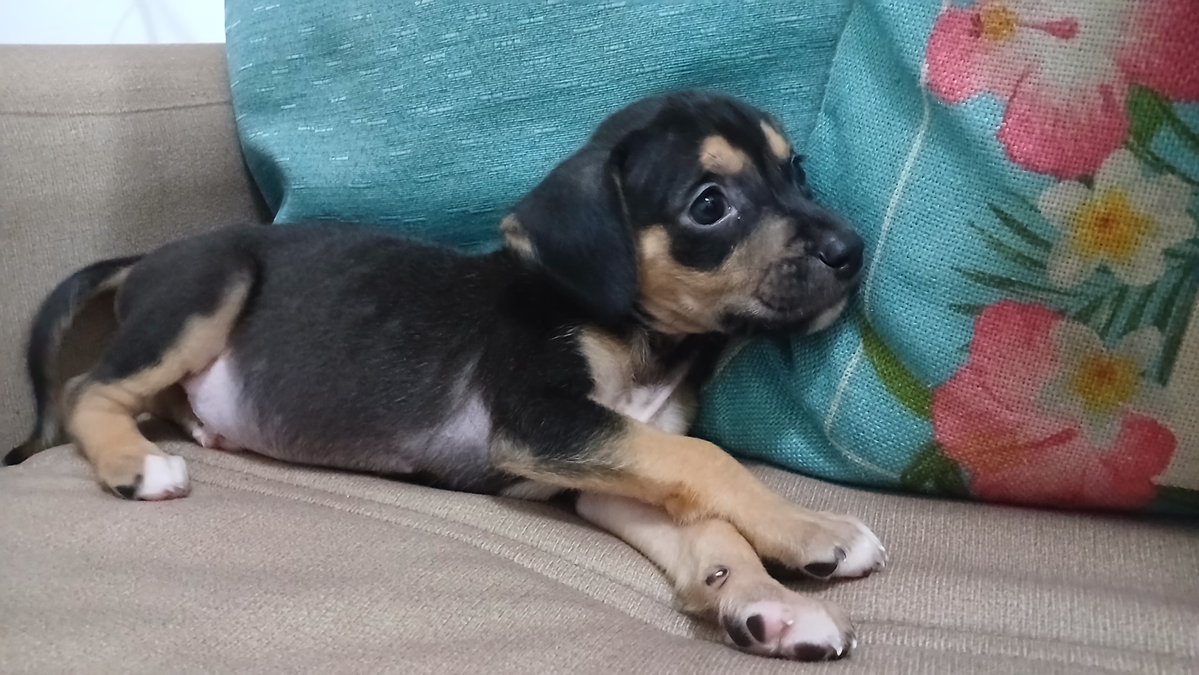 laislucca's tweet photo. @asemananews Tobby: diminutivo do nome hebraico Tobias, que significa "Deus é bom" 🐶🐾💖 https://t.co/Yc09LsN7Oh
