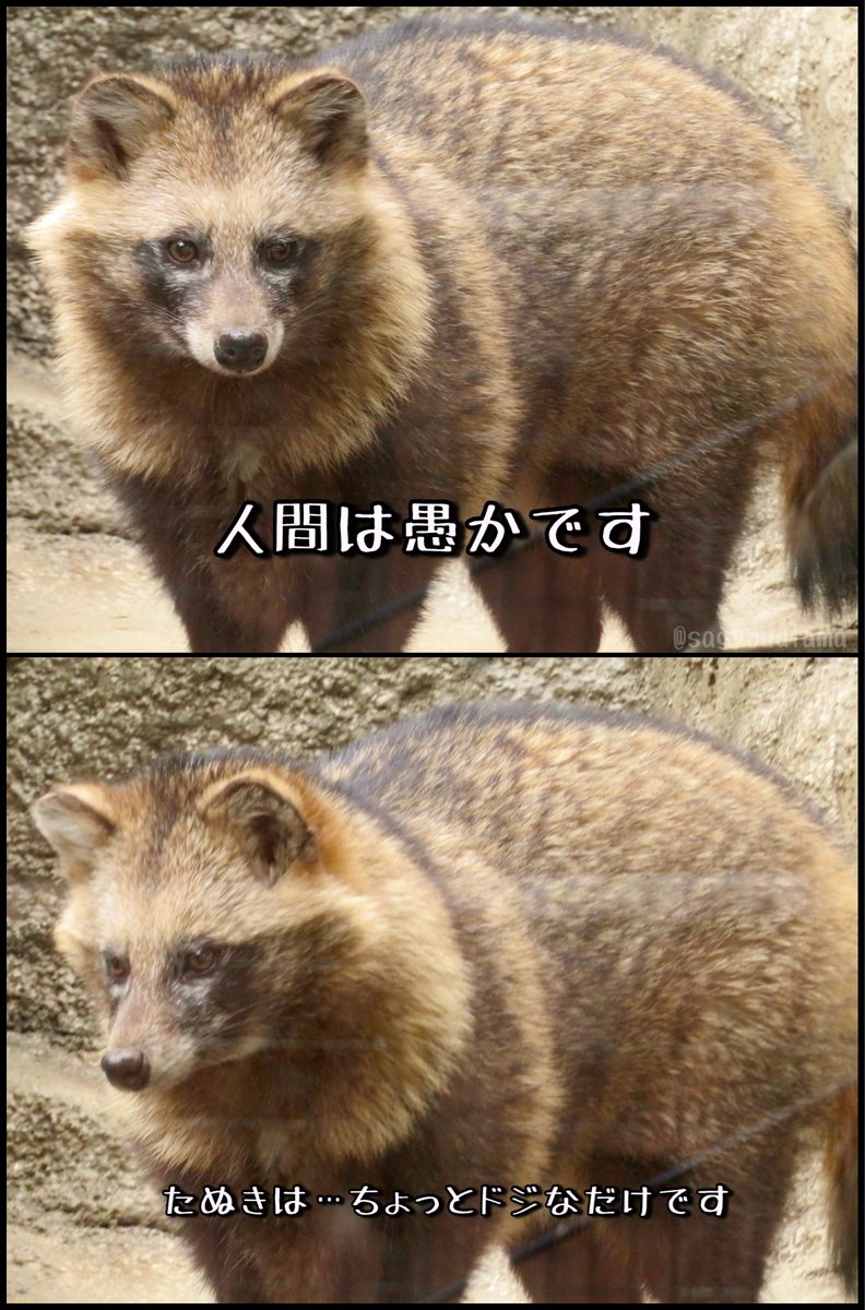 とにーとにーたぬき (@toniokatanuki) / Posts / X