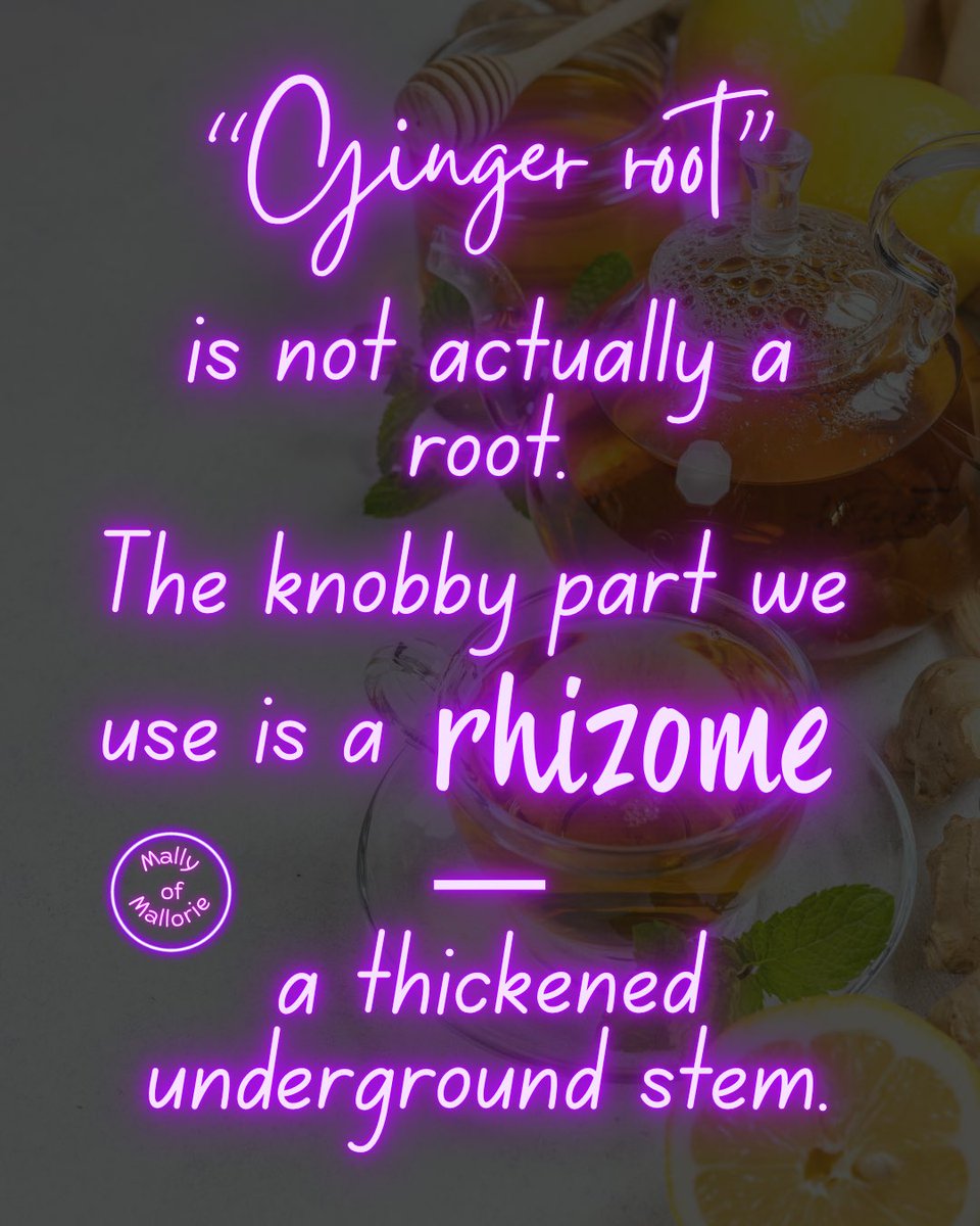 MallyofMallorie's tweet photo. Everything you know about Ginger root 🫚 is technically wrong

Although it grows beneath the soil, ginger is botanically more like an underground stem than a true root. That is why calling it “ginger root” is familiar—but technically inaccurate.
#gingerroot #herboftheday https://t.co/INIr81Du8U