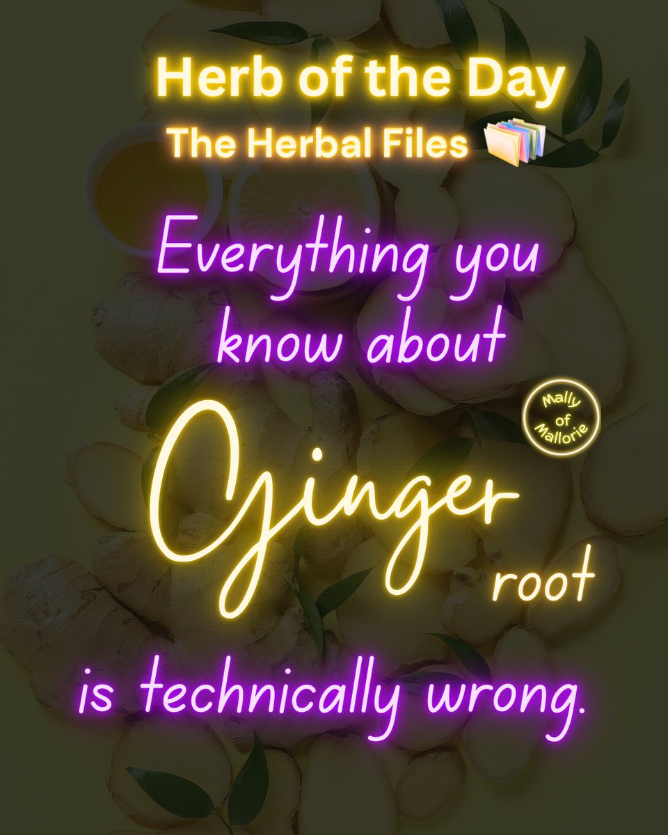 MallyofMallorie's tweet photo. Everything you know about Ginger root 🫚 is technically wrong

Although it grows beneath the soil, ginger is botanically more like an underground stem than a true root. That is why calling it “ginger root” is familiar—but technically inaccurate.
#gingerroot #herboftheday https://t.co/INIr81Du8U