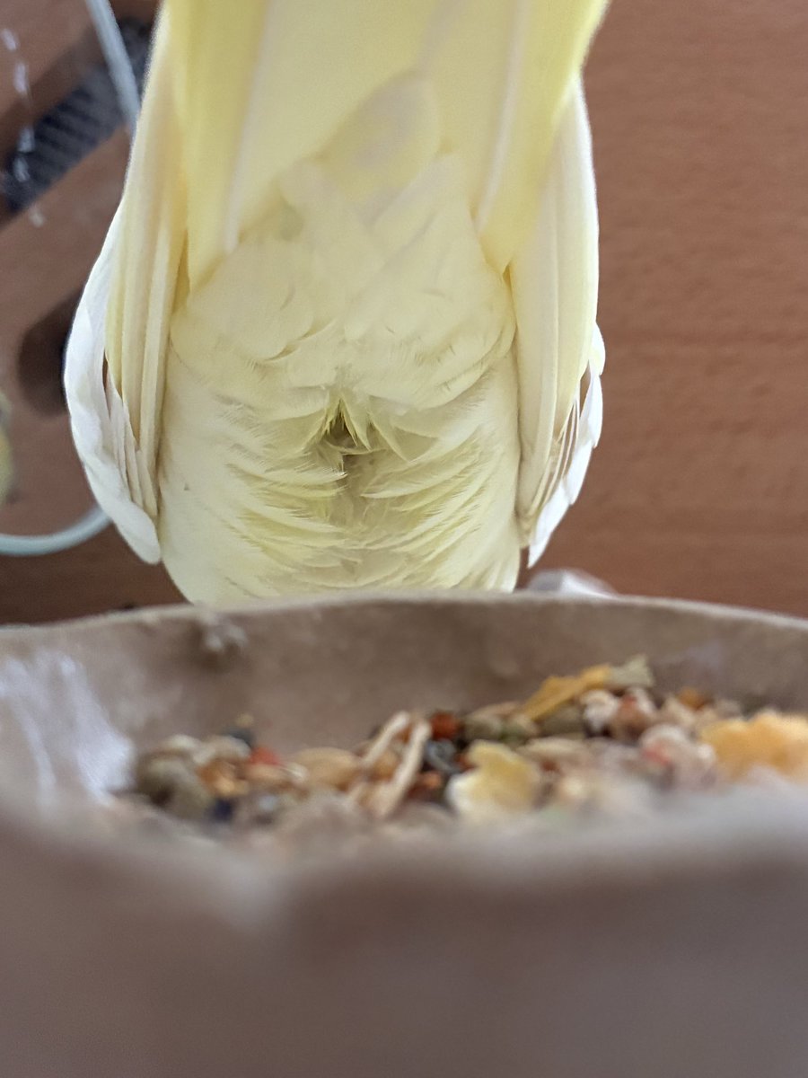 ryo_kobudo's tweet photo. 盗撮成功📸😏
 #オカメインコ https://t.co/FJDs10zLXz