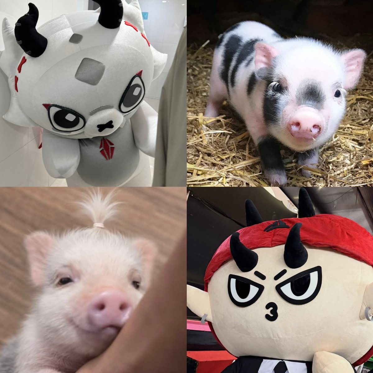 bunnybiboo's tweet photo. คนนึงหมูเผือก อีกคนหมูแดง https://t.co/MFTy2gpoGZ