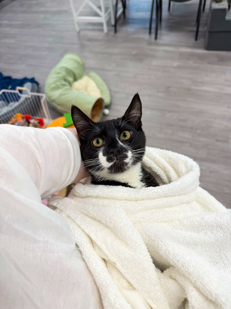 feederofcats's tweet photo. so it turns out running a janky cat rescue and trying to do social media while going through a depressive episode is not super easy but here are some cats, sorry for not posting much lately https://t.co/ZwfXd28V7B