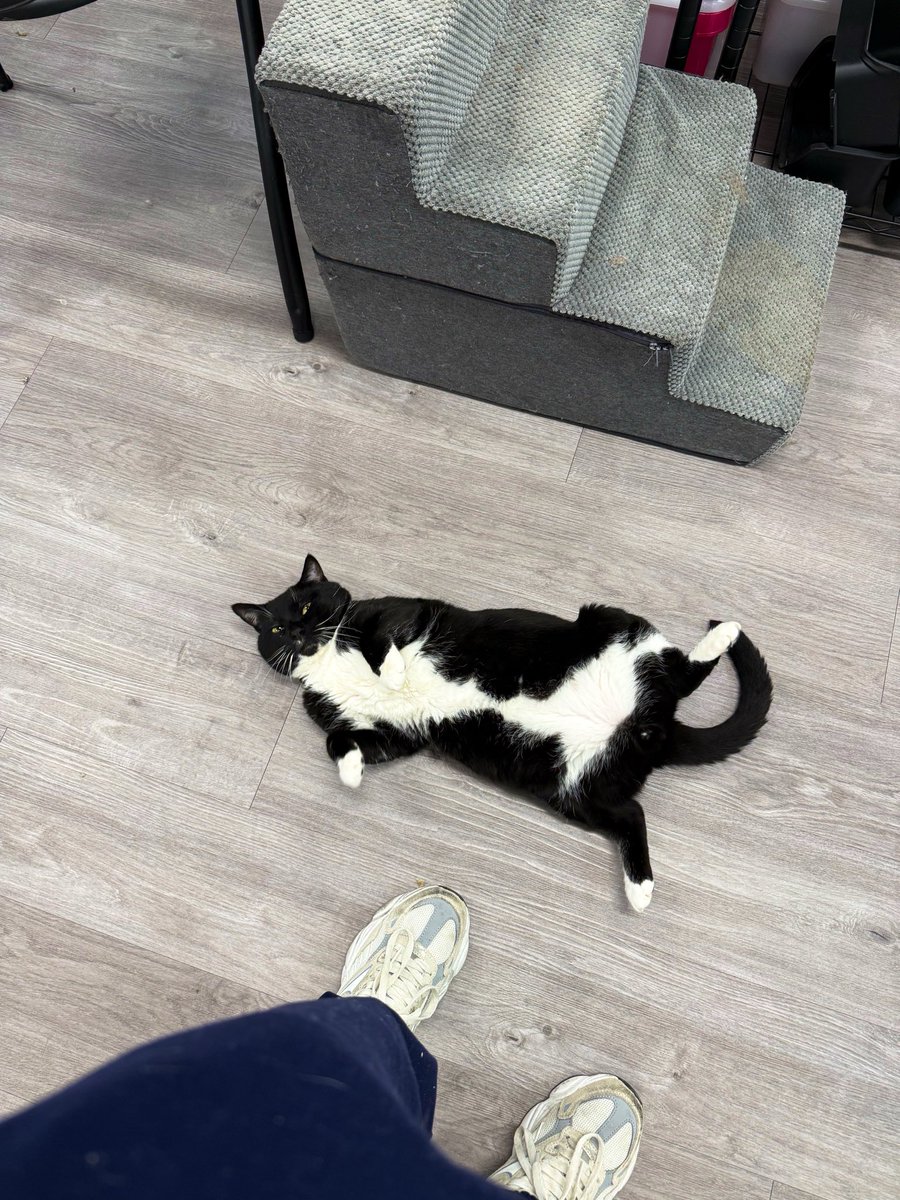 feederofcats's tweet photo. so it turns out running a janky cat rescue and trying to do social media while going through a depressive episode is not super easy but here are some cats, sorry for not posting much lately https://t.co/ZwfXd28V7B