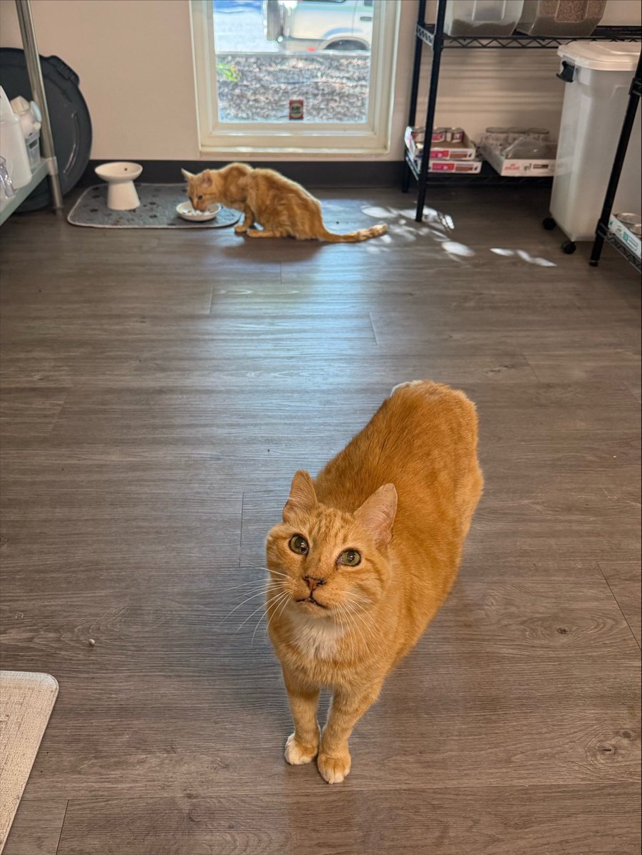 feederofcats's tweet photo. so it turns out running a janky cat rescue and trying to do social media while going through a depressive episode is not super easy but here are some cats, sorry for not posting much lately https://t.co/ZwfXd28V7B