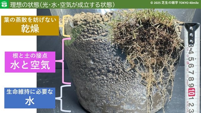 Tokyo40mile's tweet photo. 8月の芝生の手入れで「知っておいた方が良い」基礎知識をブログにまとめました。 https://t.co/hewUQ1DrbO
要約すると以下のとおりですけど、ネットの噂に惑わされないためには、その本質を理解することが大切です。

〇 根を傷つけない・・・全力で代謝しているから

〇 水やりはしっかり土に浸透させて間隔を長くとる・・・水と空気の両立

〇 過剰成長させない・・・根の温存、軟弱化の抑制

〇 芝丈は、伸びが遅い葉に注目・・・冬枯れの芝の高さを均一にする
#芝生 #8月 #水やり