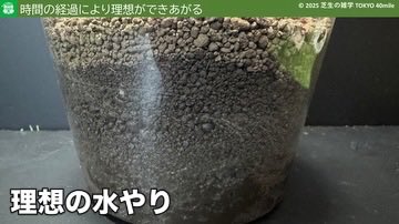 Tokyo40mile's tweet photo. 8月の芝生の手入れで「知っておいた方が良い」基礎知識をブログにまとめました。 https://t.co/hewUQ1DrbO
要約すると以下のとおりですけど、ネットの噂に惑わされないためには、その本質を理解することが大切です。

〇 根を傷つけない・・・全力で代謝しているから

〇 水やりはしっかり土に浸透させて間隔を長くとる・・・水と空気の両立

〇 過剰成長させない・・・根の温存、軟弱化の抑制

〇 芝丈は、伸びが遅い葉に注目・・・冬枯れの芝の高さを均一にする
#芝生 #8月 #水やり