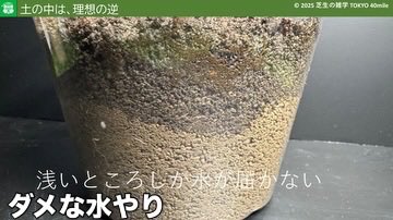 Tokyo40mile's tweet photo. 8月の芝生の手入れで「知っておいた方が良い」基礎知識をブログにまとめました。 https://t.co/hewUQ1DrbO
要約すると以下のとおりですけど、ネットの噂に惑わされないためには、その本質を理解することが大切です。

〇 根を傷つけない・・・全力で代謝しているから

〇 水やりはしっかり土に浸透させて間隔を長くとる・・・水と空気の両立

〇 過剰成長させない・・・根の温存、軟弱化の抑制

〇 芝丈は、伸びが遅い葉に注目・・・冬枯れの芝の高さを均一にする
#芝生 #8月 #水やり