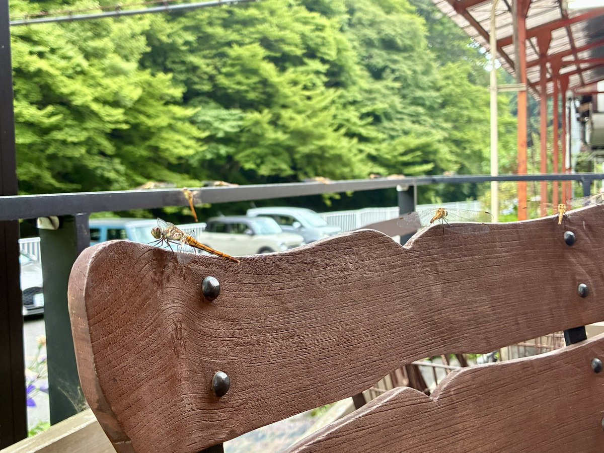 ankosachi's tweet photo. 優雅なデッキですがトンボに囲まれています https://t.co/XTNeOglaVv