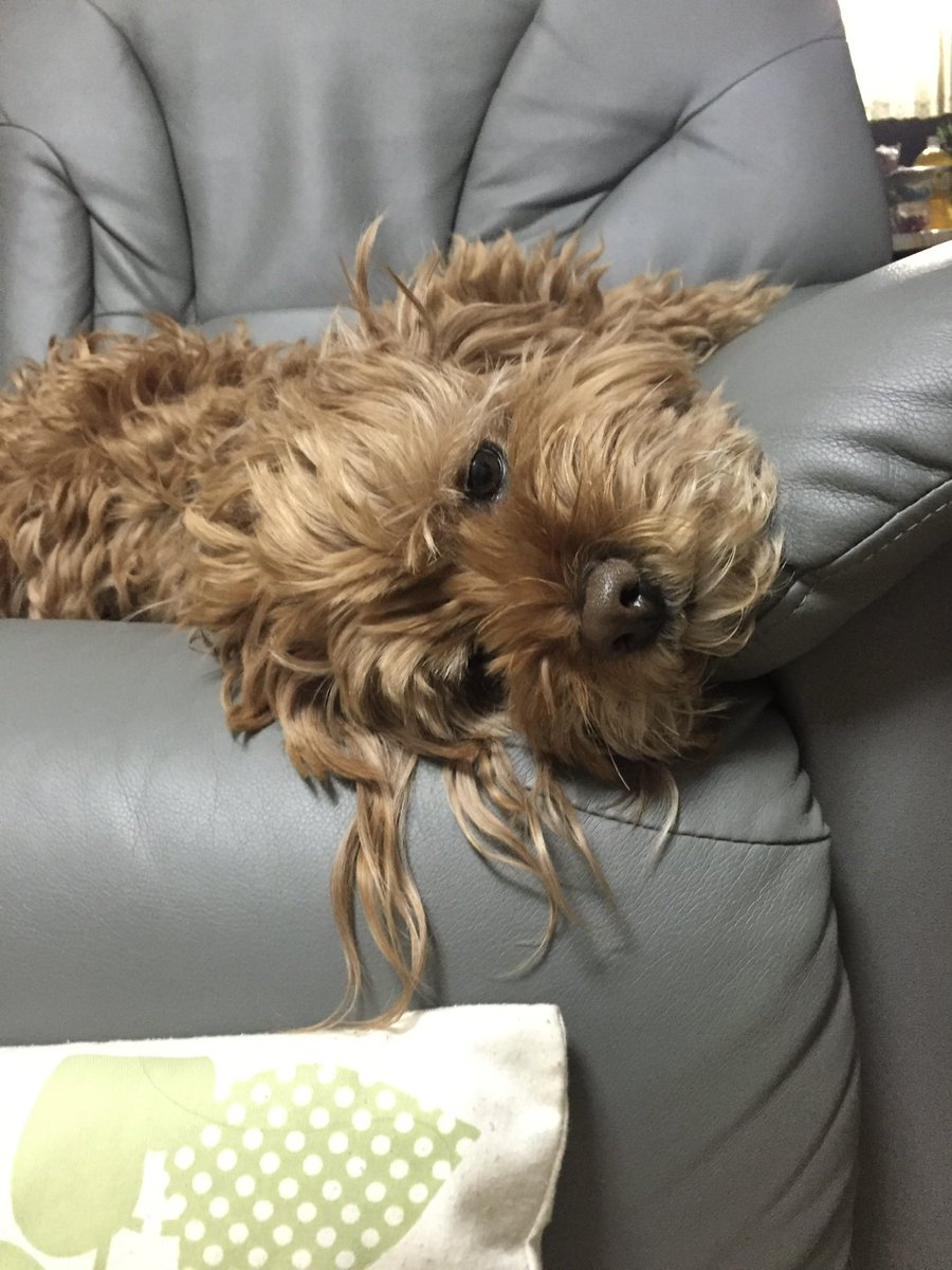 rickey_315's tweet photo. 今はもういないけど、もふもふのちょっとデカい愛犬がいたのですよ…可愛かった https://t.co/nhpiaXHEHa