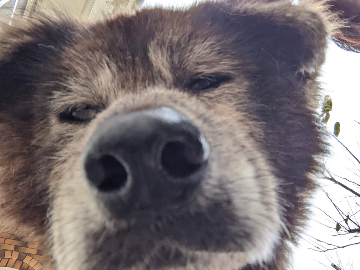 hello_okinawa__'s tweet photo. @torachibita 便乗
犬日和 https://t.co/WH0wikYFbB