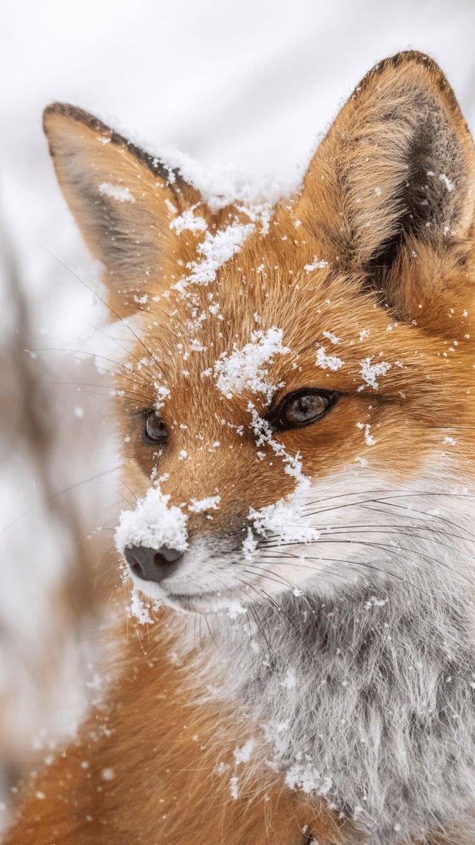 Animalsocietyy's tweet photo. Fox photography https://t.co/c6pqWs9OlZ