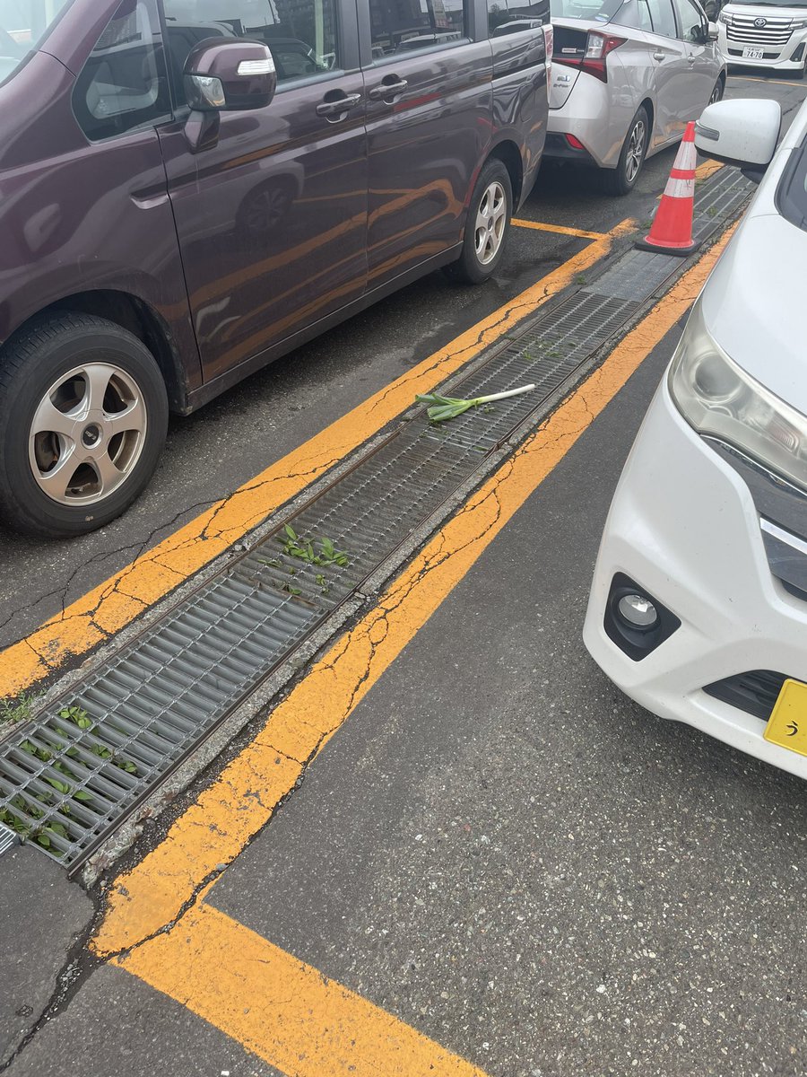 xFeyris__'s tweet photo. イオンの駐車場にネギの忘れ物あります！！ https://t.co/scYkkzNsEr