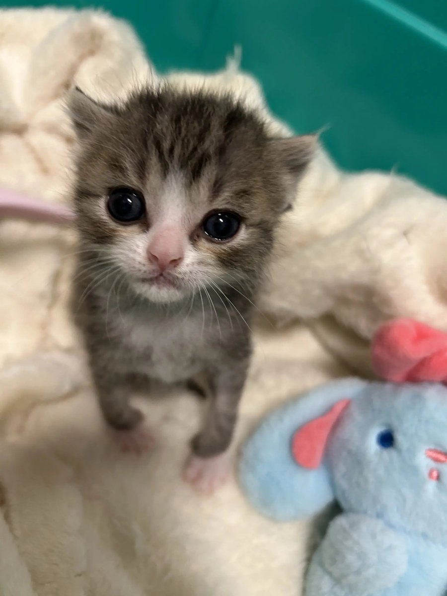catsloversclubx's tweet photo. I wasn't ready for those eyes... 🥺🐾💙 https://t.co/eIWZiaPEKb