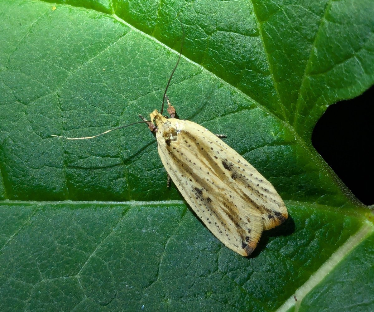 Toribaga's tweet photo. 気に入った #蛾はいいぞ

ウラベニヒラタマルハキバガ Agonopterix intersecta (Filipjev, 1929) https://t.co/pesHqZ89xq