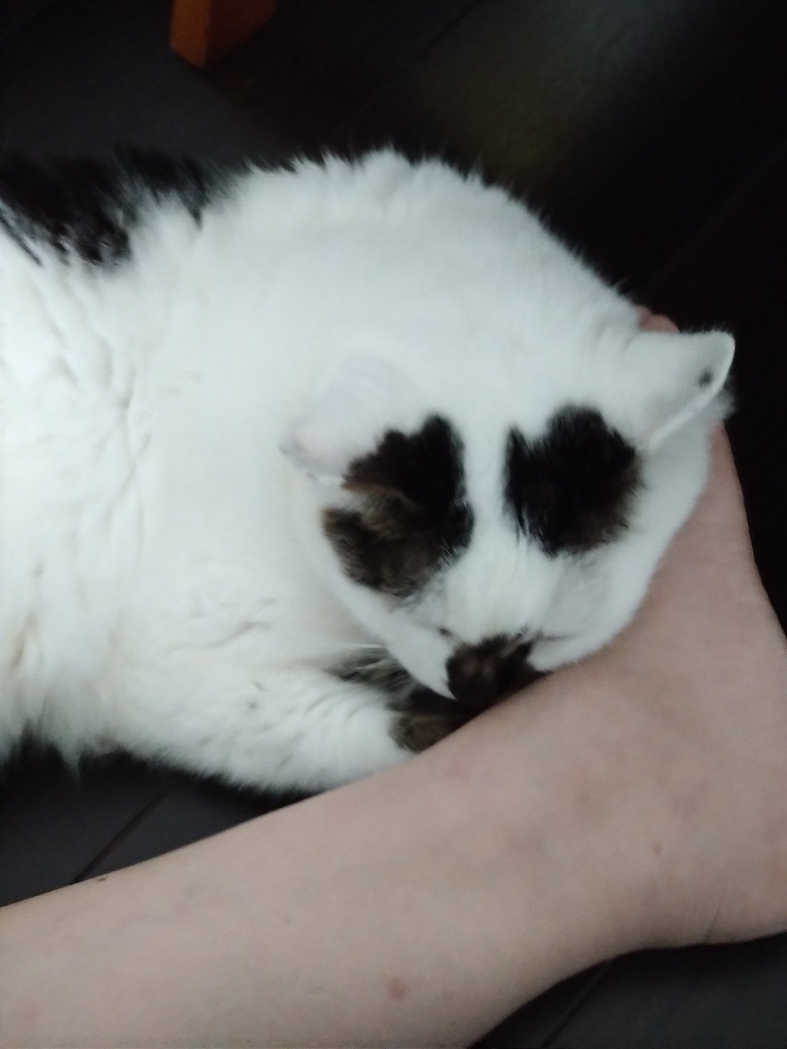 中熊猫(ちゅんくまねこ) on X: 
