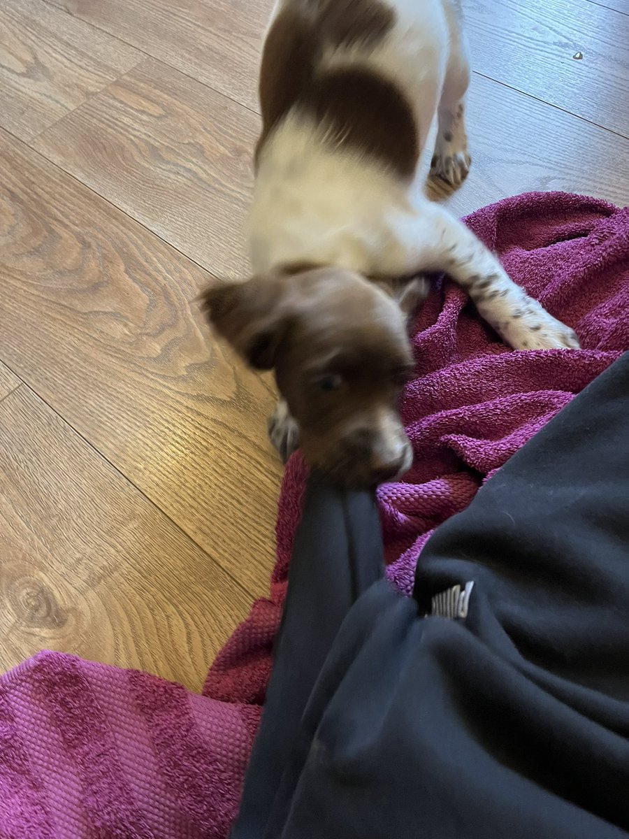 Ghost7_420's tweet photo. Don’t want a puppy to bite you?

Don’t get one 😂 https://t.co/4ORhRWkZ9y