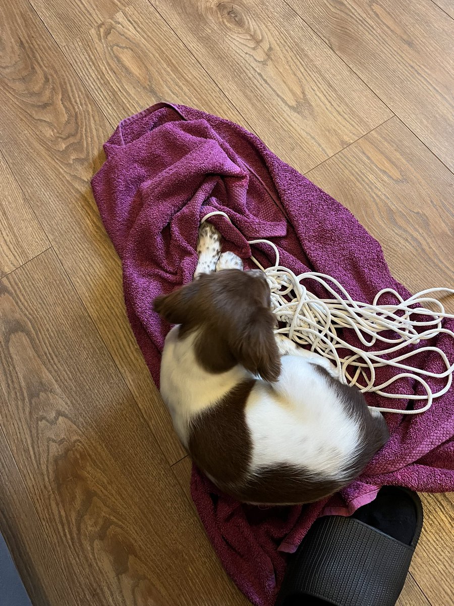 Ghost7_420's tweet photo. Don’t want a puppy to bite you?

Don’t get one 😂 https://t.co/4ORhRWkZ9y