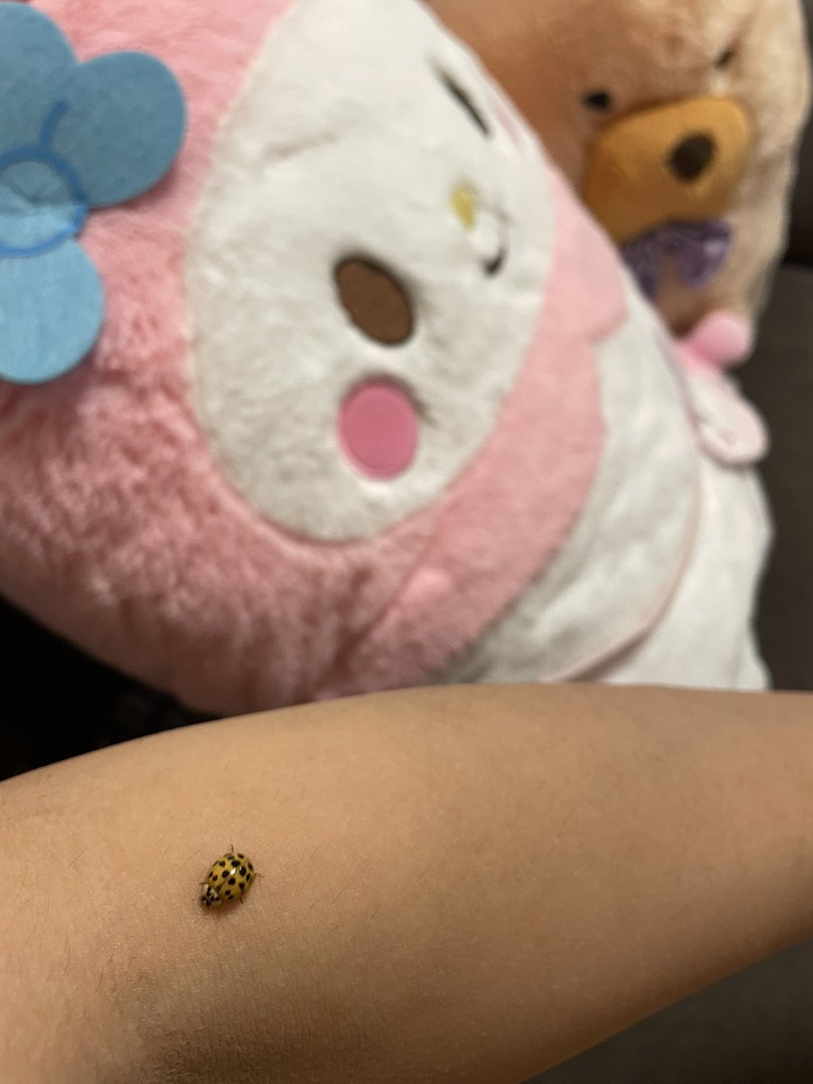 jijichau's tweet photo. てんとう虫？ https://t.co/5Qo7LlapOc