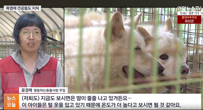 aniko_welfare's tweet photo. "(경기 파주시의 '행동하는동물사랑'은) 정기적으로 시원한 물과 얼음을 공급해주고 있지만, 전체 400마리에 가까운 유기견들을 돌보기엔 일손이 턱없이 부족합니다."(기사읽기: https://t.co/HM4mZK8uOL) https://t.co/tdpIojhBSS