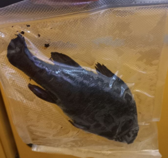 LvlZeroIQ's tweet photo. A random guy came up to me on the street and gave me smoked fish... why the fuck. https://t.co/jPtrqHEuti