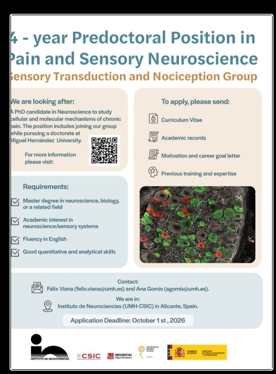 AminuNass's tweet photo. "We are hiring!! We are offering a 4-year position to pursue a PhD in Neuroscience 🧠 at  🌞 
Instituto de Neurociencias de Alicante
Our lab studies cellular and molecular mechanisms of chronic pain with a strong focus on ion channels and receptors. 
Expected starting date is March 2027"
 #neuroscience #doctorate #pain #ion_channels