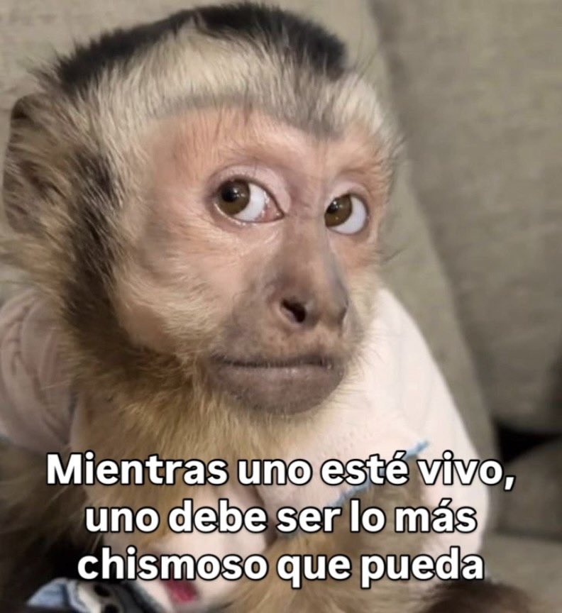 MundoDeBigotes's tweet photo. https://t.co/NIFlzHcnjB