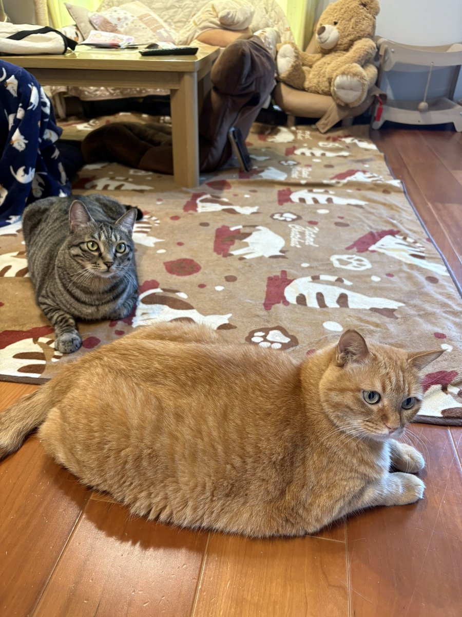 すずつむふう【我が家の可愛い猫's】 (@kagisuzu0531) / Posts / X