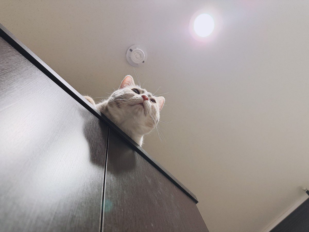cat_osushi's tweet photo. この角度ちょっとふっくらしてて可愛い☺️ https://t.co/P7EckA4QyF