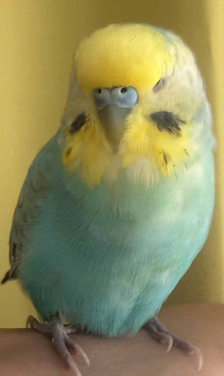 YMichiba's tweet photo. 迷いインコ🦜ちゃん保護しました。

8月01日昼12時頃、大阪市福島区近辺で迷子のインコちゃん保護。

めちゃくちゃ人慣れしており、嫉妬したウチのワンコ🐕が吠えても微動だにせず。

ずっと人から離れず肩やら、頭で休んで居られます。

鳥籠を張達次第、
福島区警察署に届けを出しに行きます。 https://t.co/NUTaVET7Hc