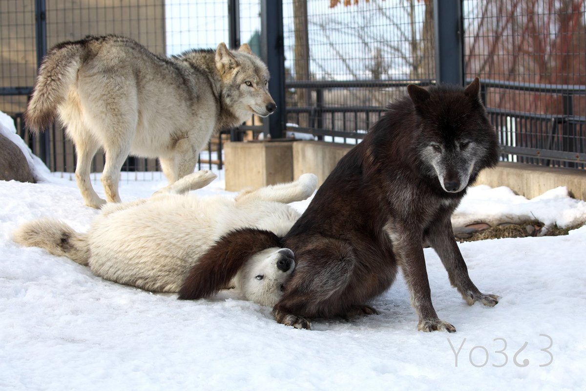 yo3_wing's tweet photo. あの日のオオカミ家族🐺　

ノチウ、マース🌈、ワッカ　
#シンリンオオカミ 
timber wolf 
#旭山動物園 
asahiyama zoo https://t.co/n70ZKBGS66