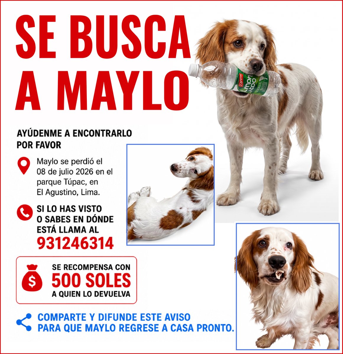 ALCOPERU's tweet photo. #SeBusca A MAYLO. AYUDA PARA ENCONTRARLO POR FAVOR. Maylo se perdió el 08/7/2026 en el parque Túpac, en El Agustino, Lima. SI LO HAS VISTO O SABES EN DÓNDE ESTÁ LLAMA AL 931246314. SE RECOMPENSA CON 500 SOLES A QUIEN LO DEVUELVA #Comparte para que Maylo regrese a casa pronto. https://t.co/AgXOvoXFjU